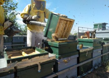 Apicultors valencians demanen que l’Estat pague de manera patrimonial les inversions per la varroa i els danys produïts per espècies invasores i protegides