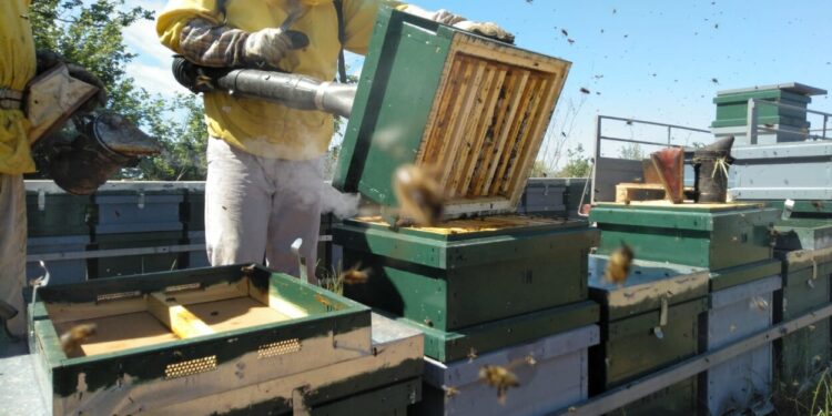 Apicultors valencians demanen que l’Estat pague de manera patrimonial les inversions per la varroa i els danys produïts per espècies invasores i protegides