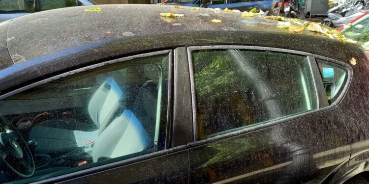 Giner: “Espere que Ribó estiga complint amb la legislació autonòmica per al control del cotonet”