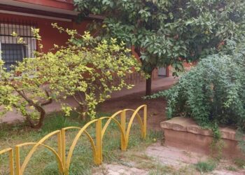 Giner denuncia l’abandó d’arbres i jardins del barri de la Llum de València