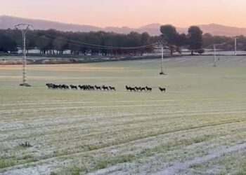 Ramats de muflons arrasen l’Alcoià: els agricultors alerten de ruïna