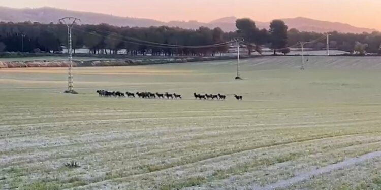 Ramats de muflons arrasen l’Alcoià: els agricultors alerten de ruïna