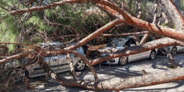 Ratxes de 143 km/h: el temporal de vent sacseja Castelló amb arbres caiguts i més de 100 incidències