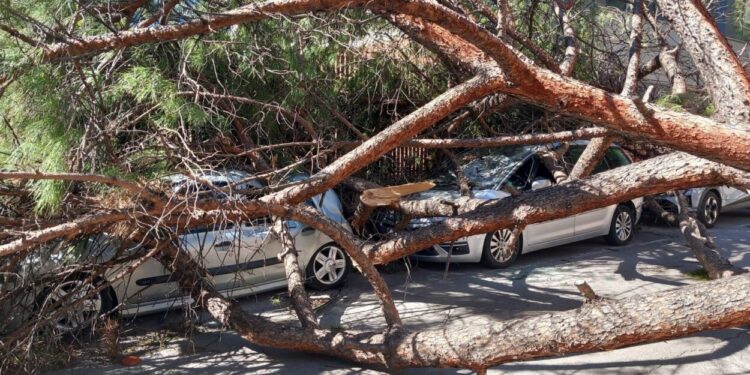 Ratxes de 143 km/h: el temporal de vent sacseja Castelló amb arbres caiguts i més de 100 incidències