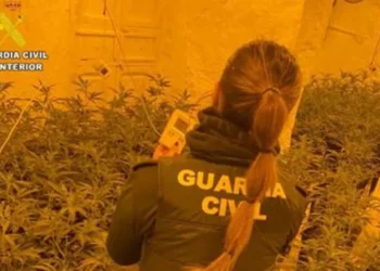 Desmantellada una plantació de marihuana a Sax: detinguts un pare i el seu fill amb 476 plantes
