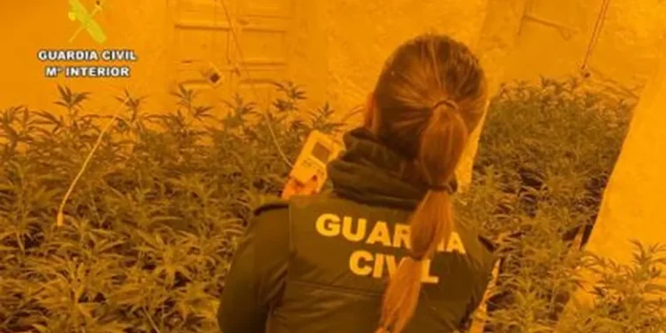 Desmantellada una plantació de marihuana a Sax: detinguts un pare i el seu fill amb 476 plantes
